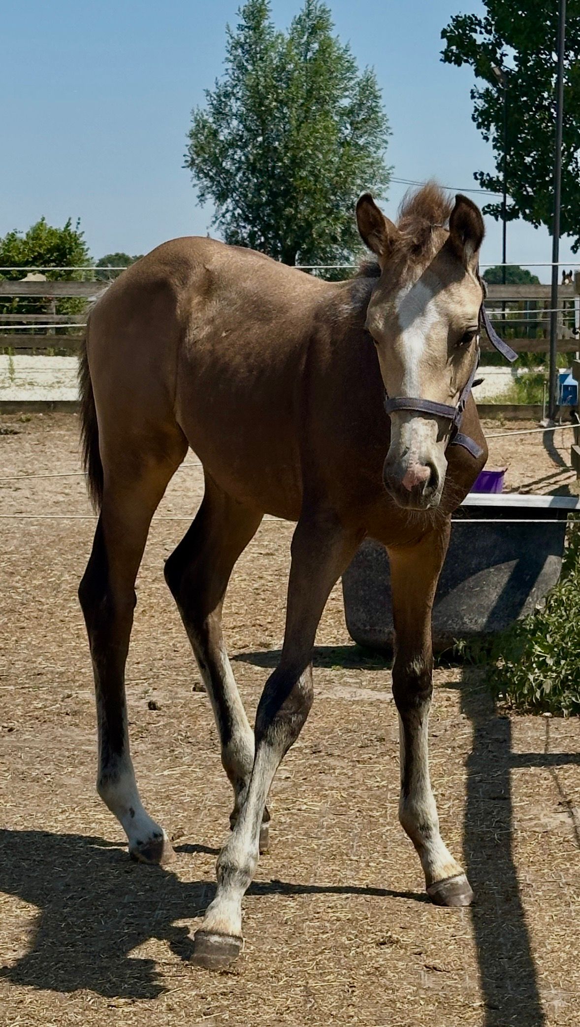 bwp springpaard merrie 0 let andere-kleur na prodej - Foto 5