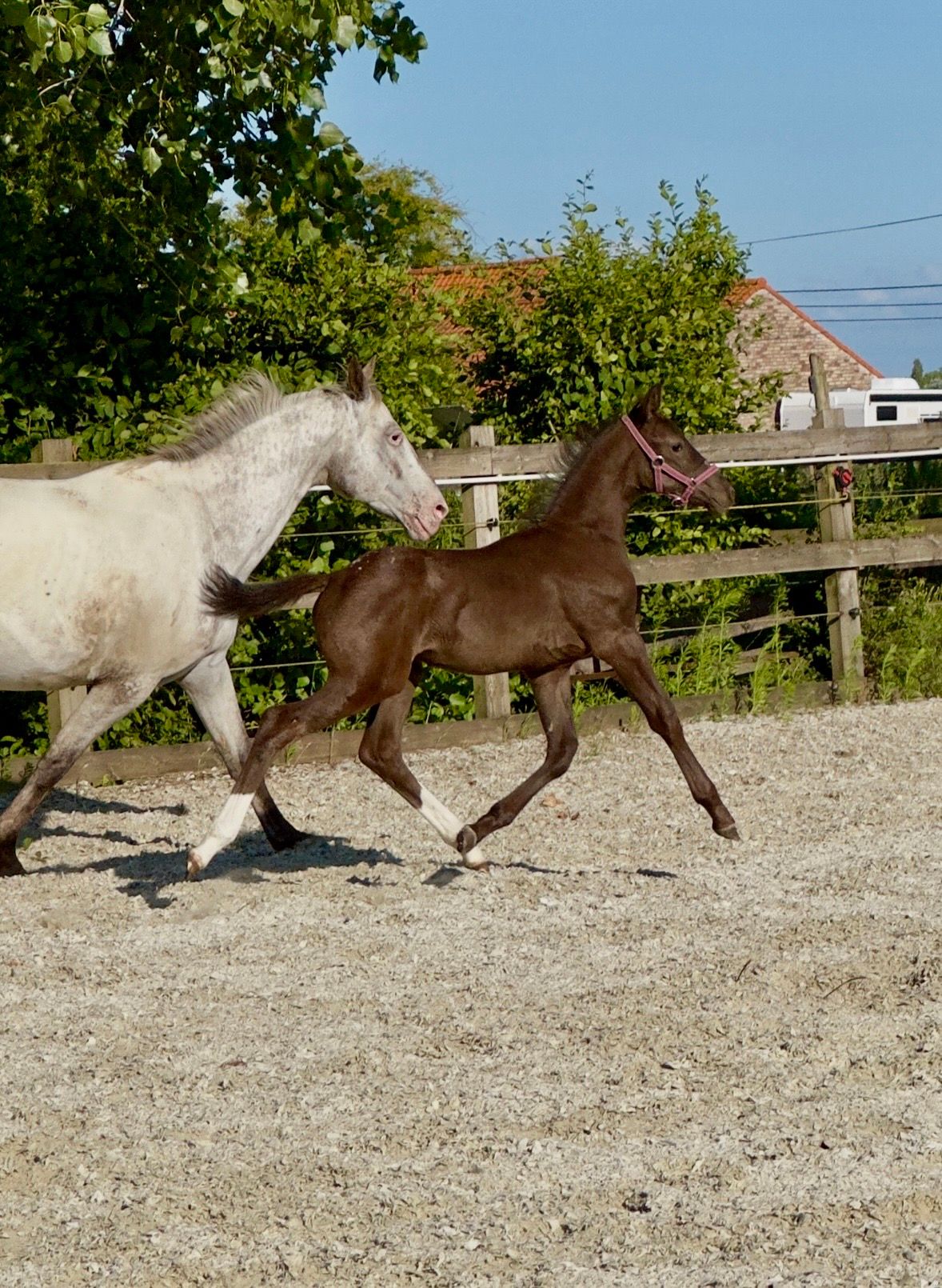 Unique Casall ASK filly!
