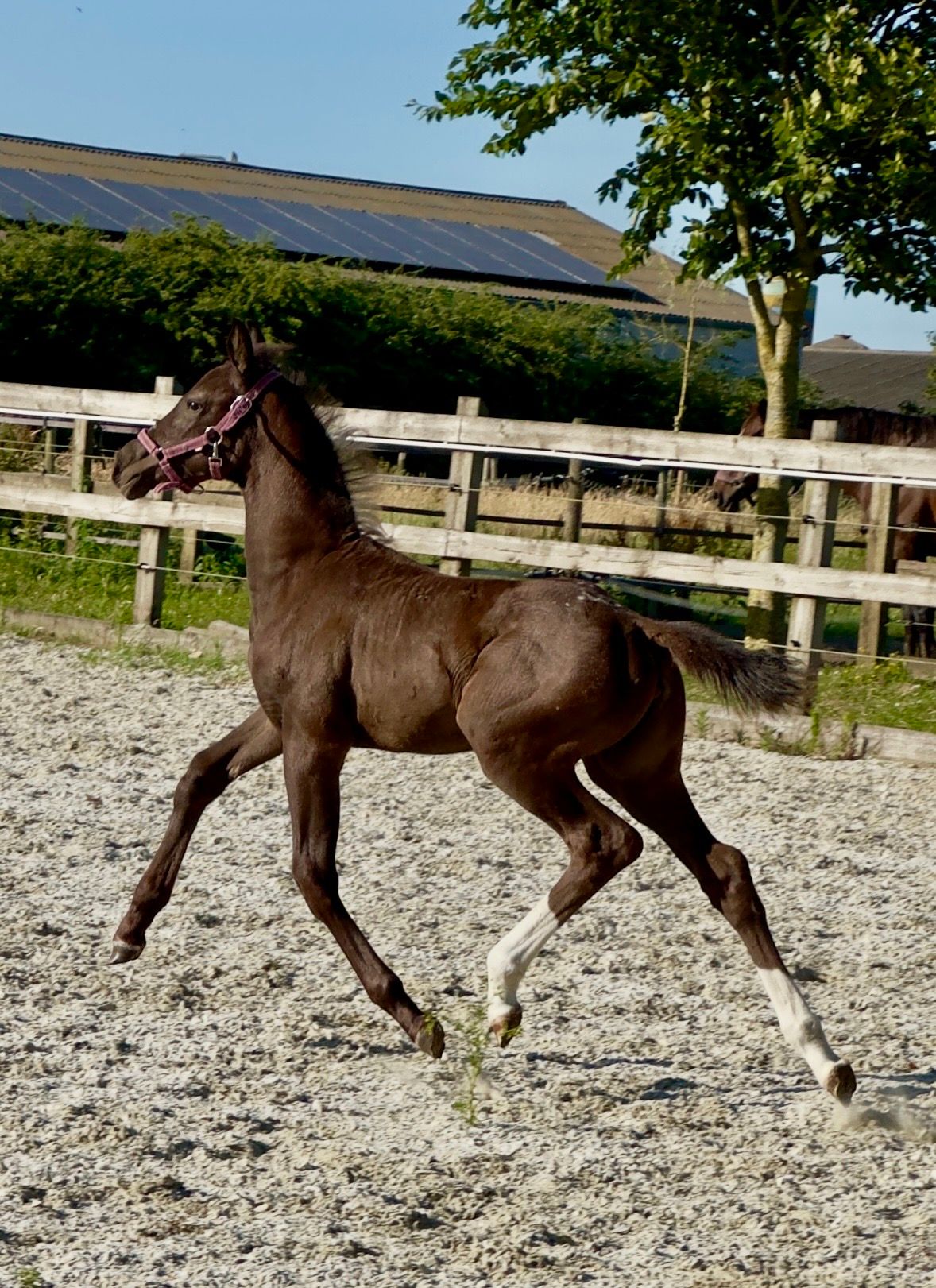 bwp springpaard merrie 0 سنوات andere-kleur للبيع - صورة 4