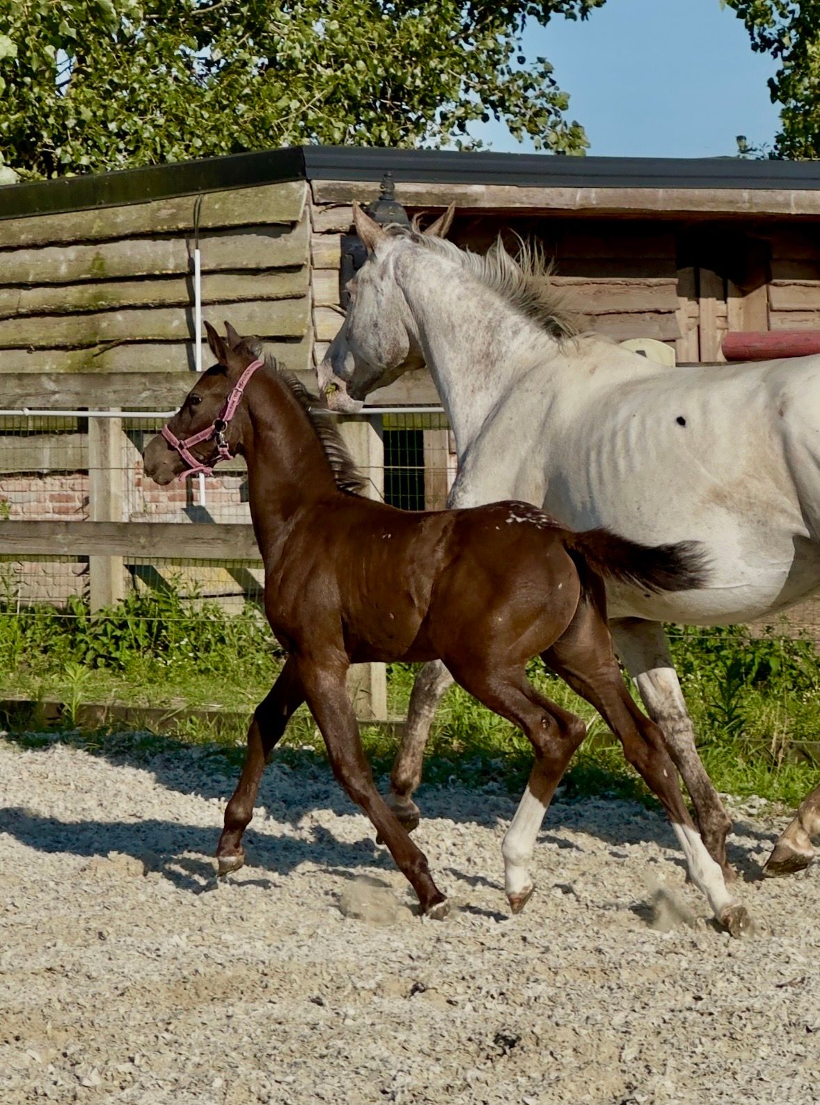 bwp springpaard merrie 0 سنوات andere-kleur للبيع - صورة 6