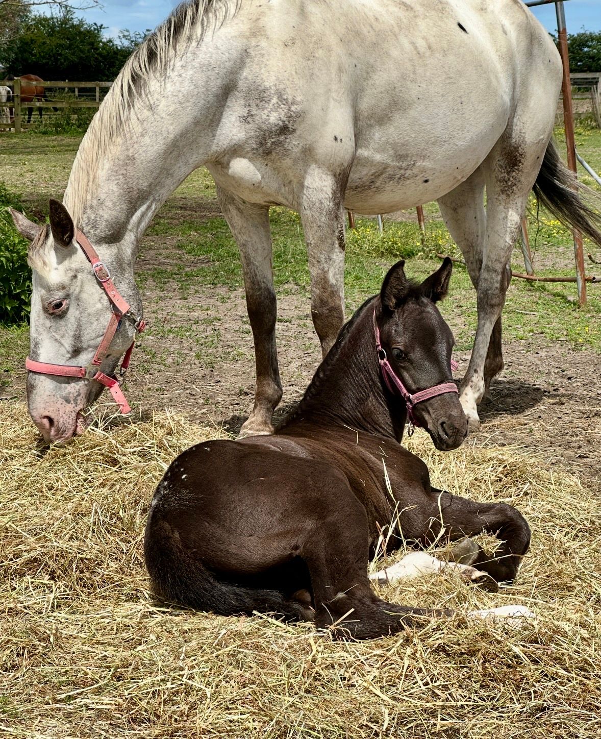 bwp springpaard merrie 0 سنوات andere-kleur للبيع - صورة 3