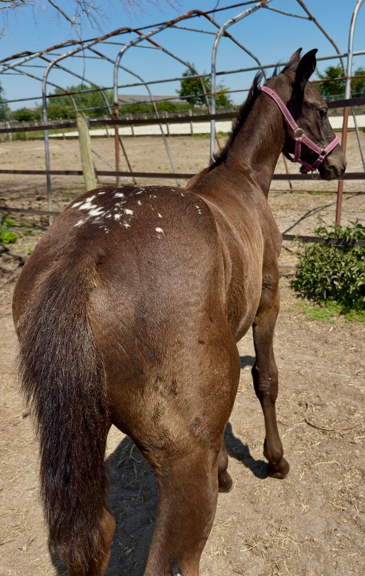 bwp springpaard merrie 0 سنوات andere-kleur للبيع - صورة 2