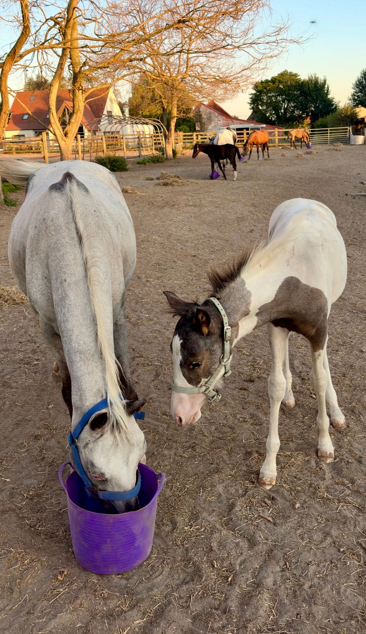 bwp allround-pony merrie 0 سنوات skewbald للبيع - صورة 5