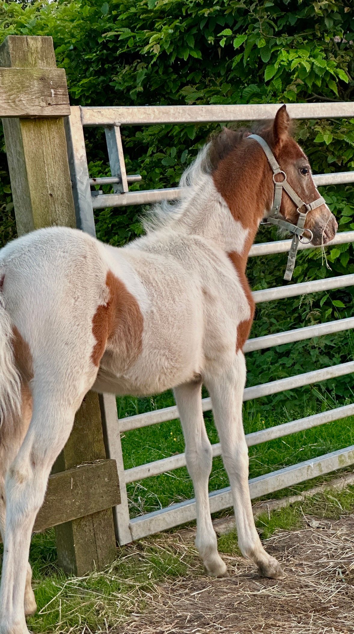 bwp allround-pony merrie 0 سنوات skewbald للبيع - صورة 2