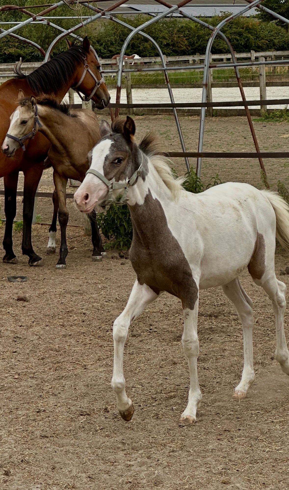 bwp allround-pony merrie 0 سنوات skewbald للبيع - صورة 3