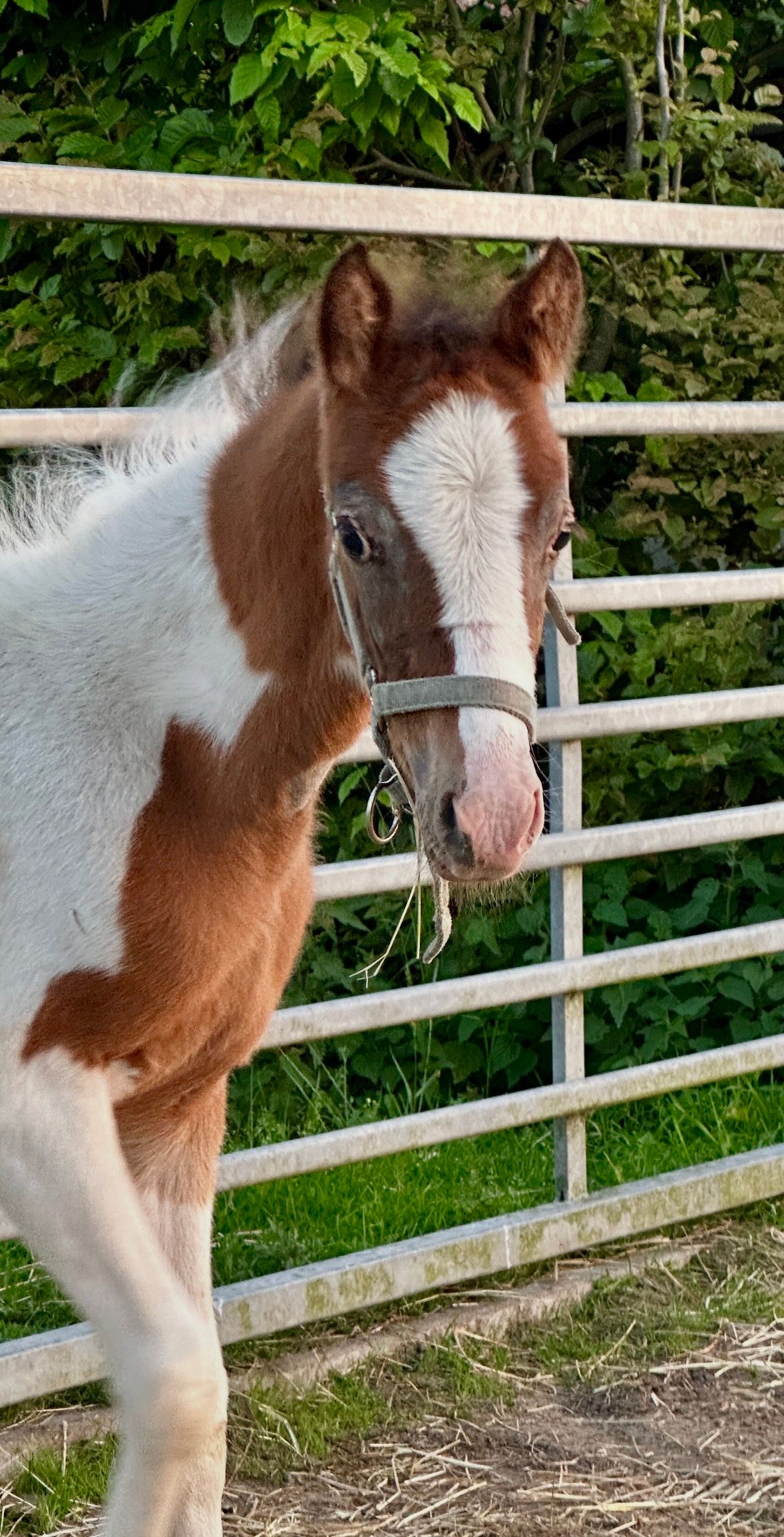 bwp allround-pony merrie 0 سنوات skewbald للبيع - صورة 4