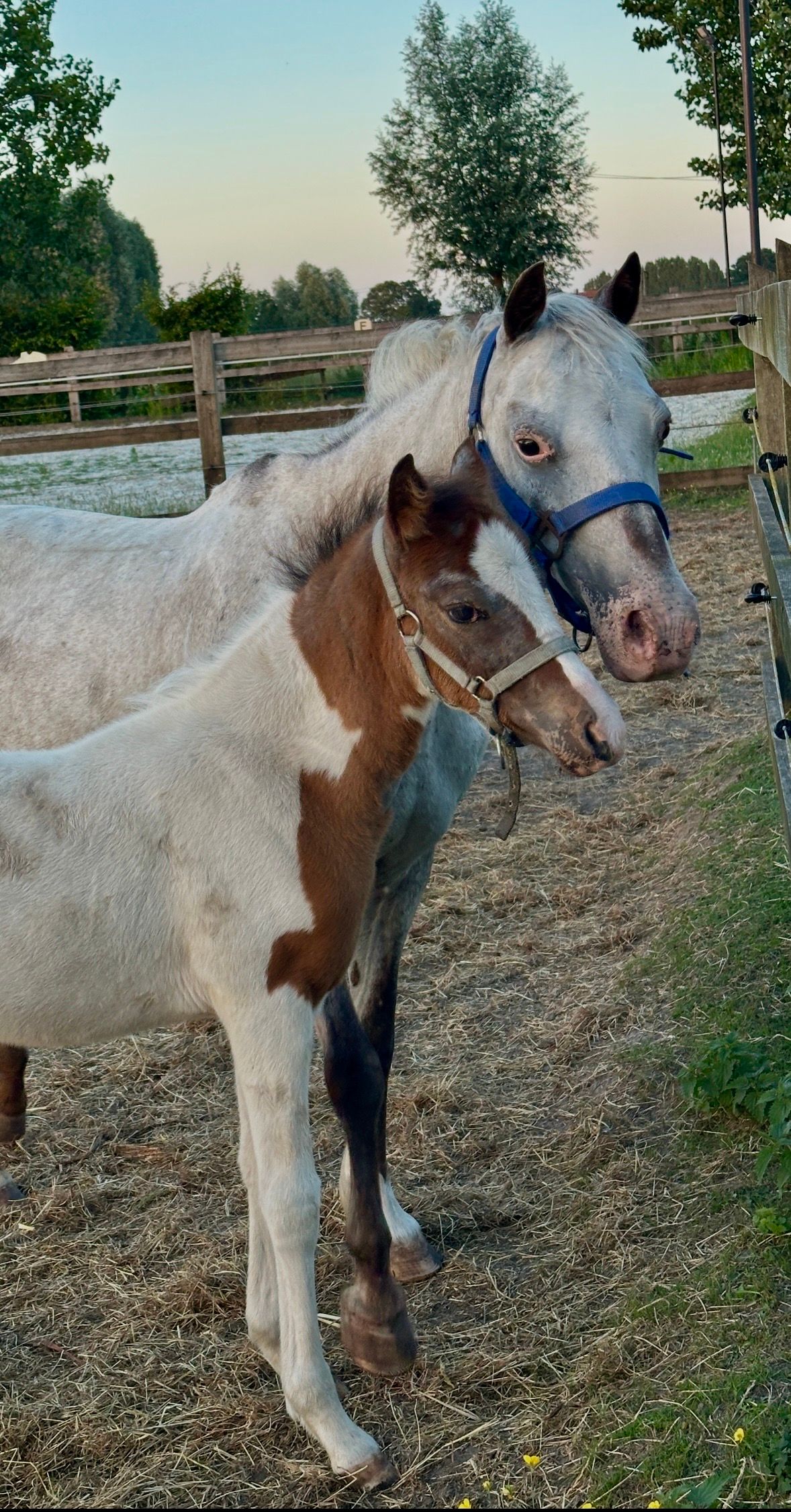 bwp allround-pony merrie 0 سنوات skewbald للبيع - صورة 6