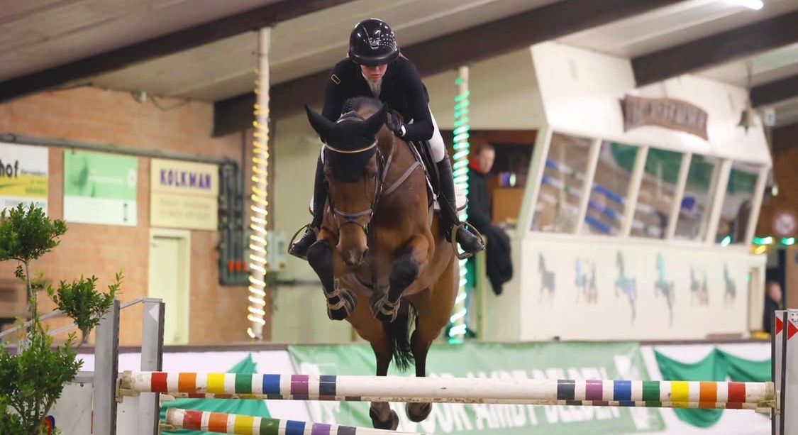 kwpn springpaard ruin 4 years old donkerbruin for sale - Photo 6