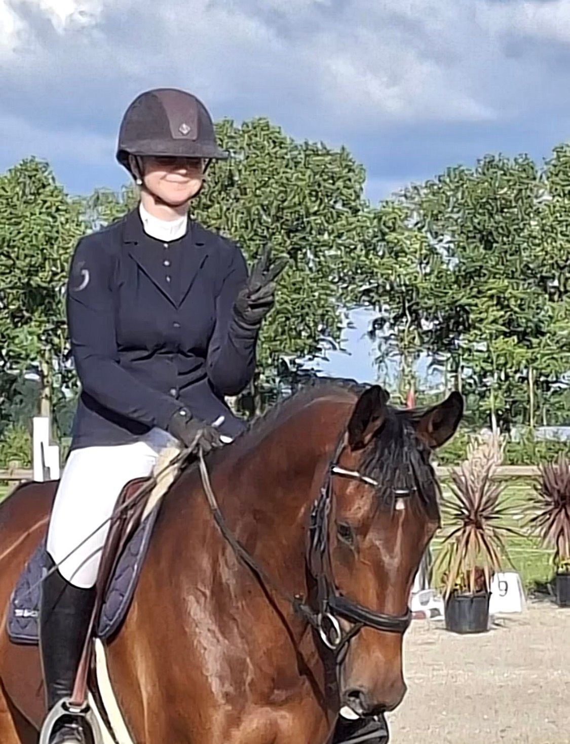 Showjumper for sale