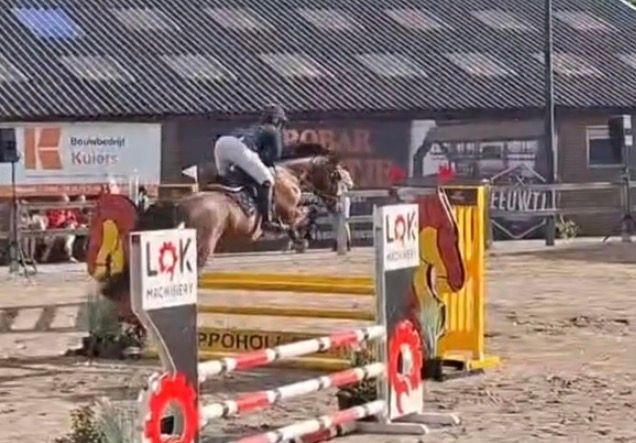 kwpn springpaard ruin 4 years old donkerbruin for sale - Photo 3
