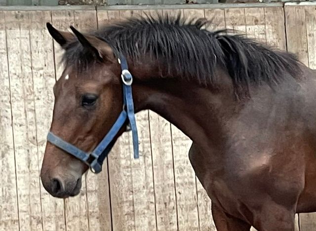 kwpn springpaard ruin 4 years old donkerbruin for sale - Photo 5