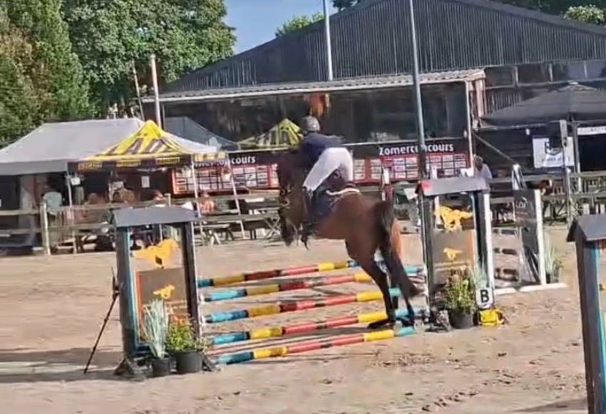 kwpn springpaard ruin 4 years old donkerbruin for sale - Photo 4