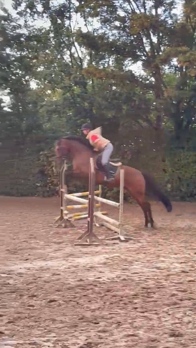 kwpn springpaard ruin 4 years old donkerbruin for sale - Photo 2