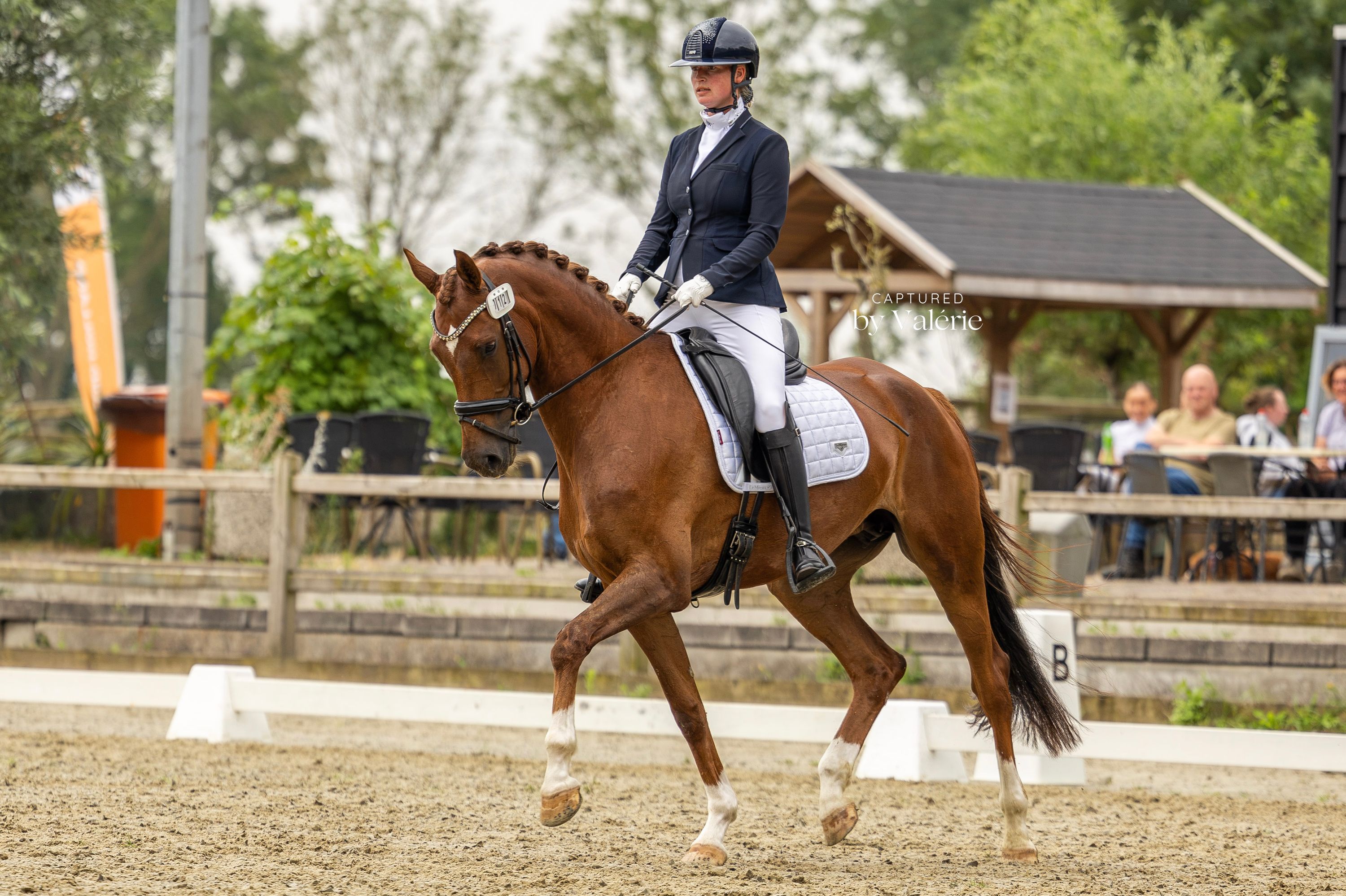 Sweet and talented mare for sale