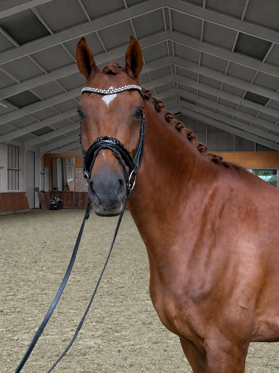 kwpn dressuurpaard merrie 7 years old vos for sale - Photo 3
