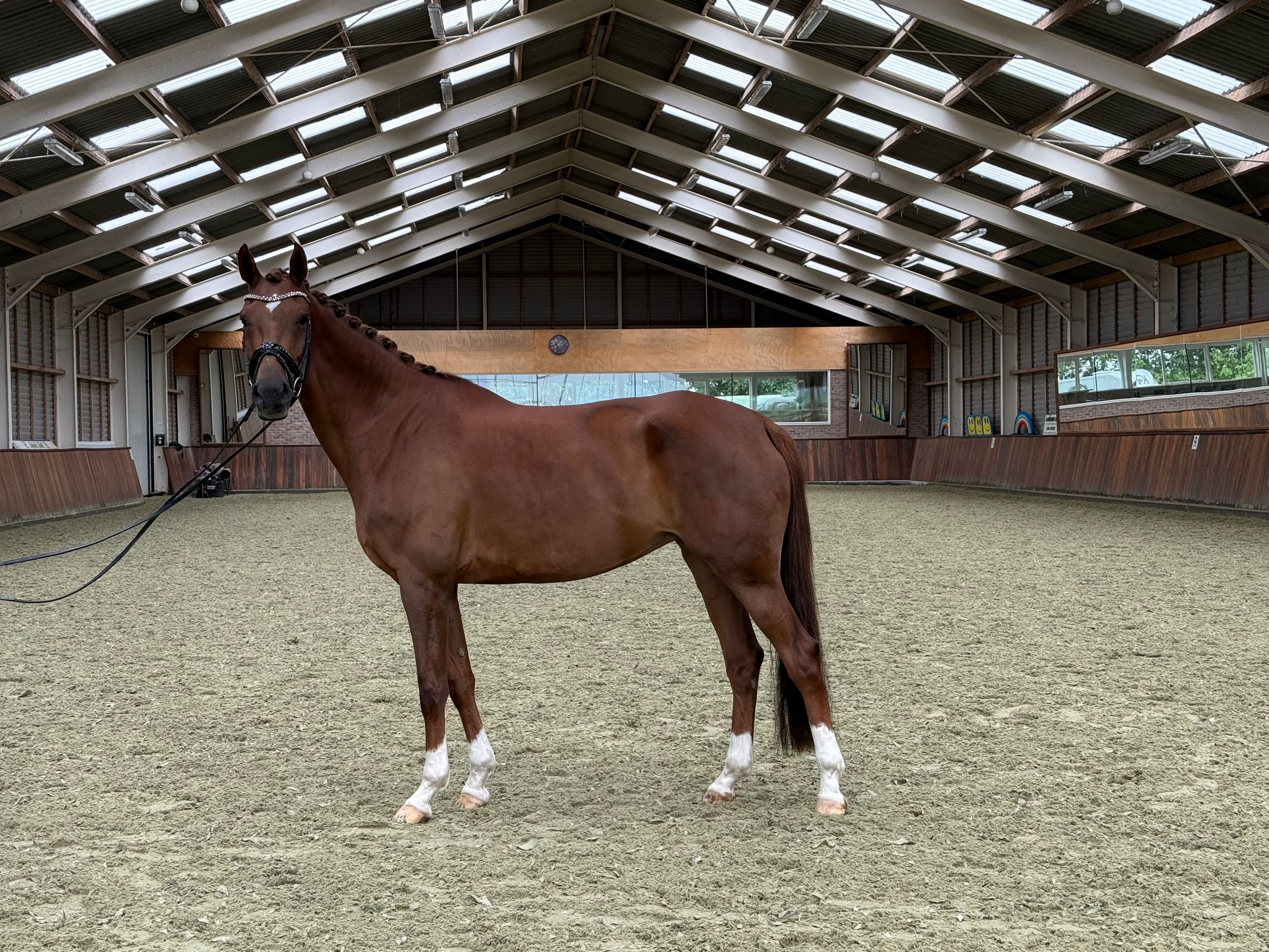 kwpn dressuurpaard merrie 7 years old vos for sale - Photo 4