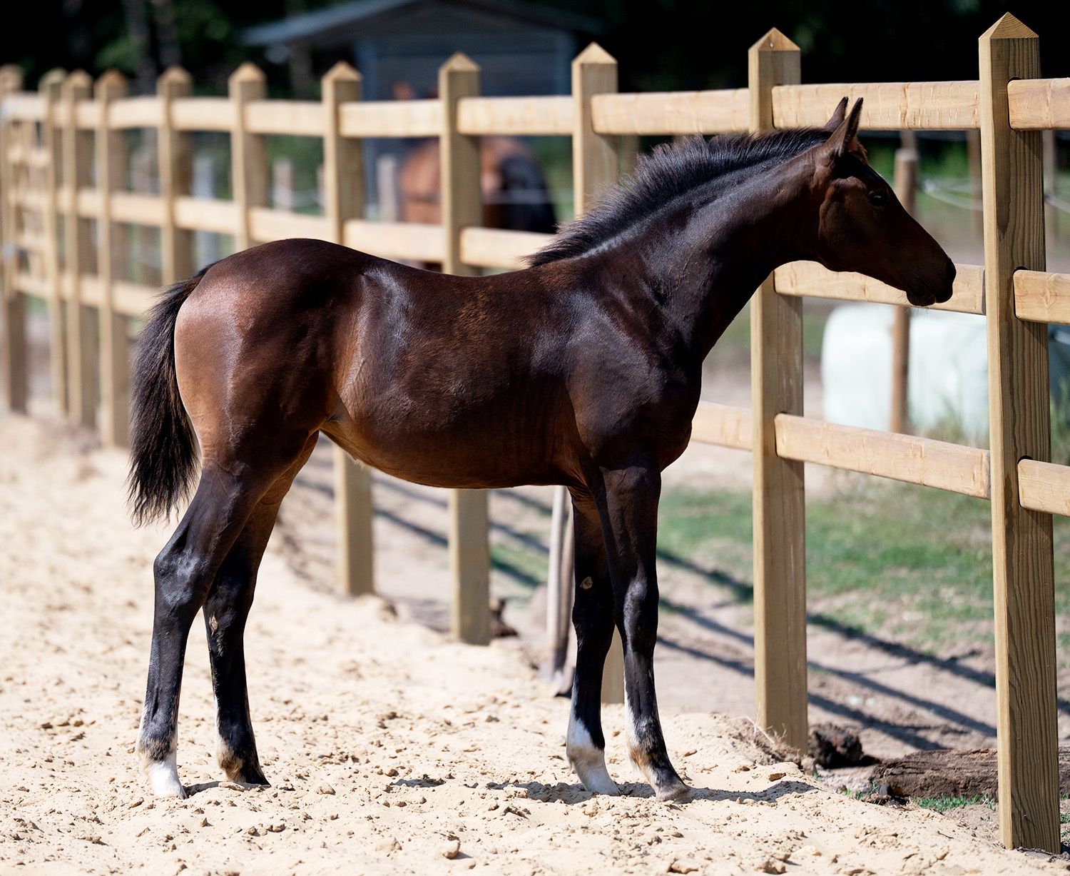 zangersheide springpaard merrie 0 years old donkerbruin for sale - Photo 2