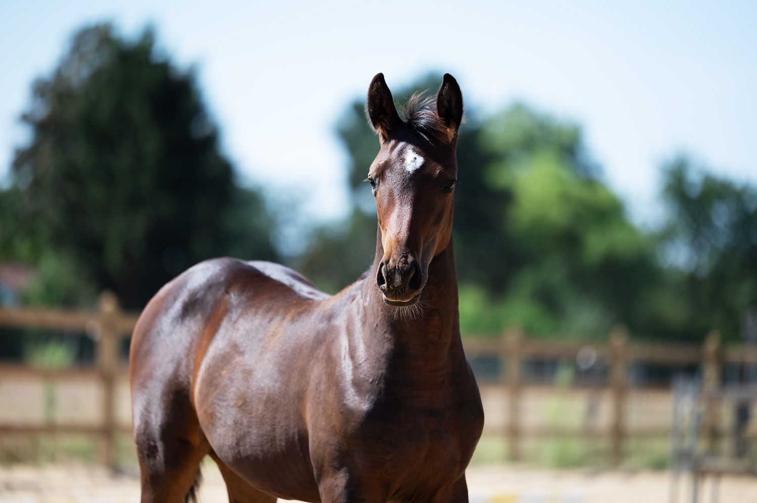 zangersheide springpaard merrie 0 years old donkerbruin for sale - Photo 5