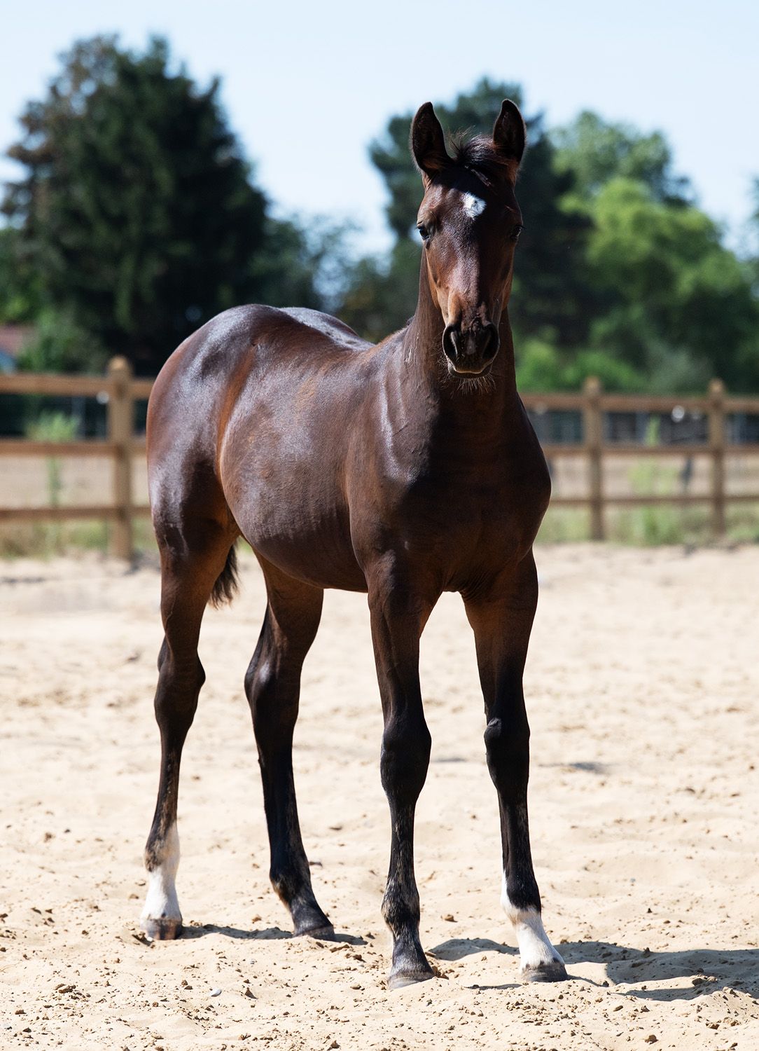 zangersheide springpaard merrie 0 years old donkerbruin for sale - Photo 6