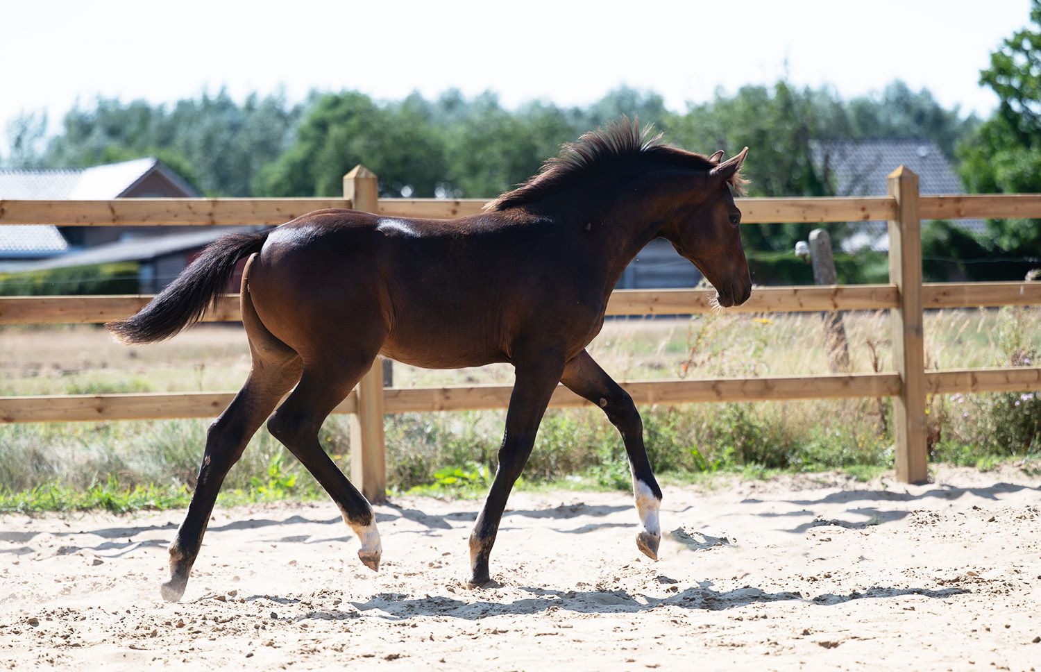 zangersheide springpaard merrie 0 years old donkerbruin for sale - Photo 3