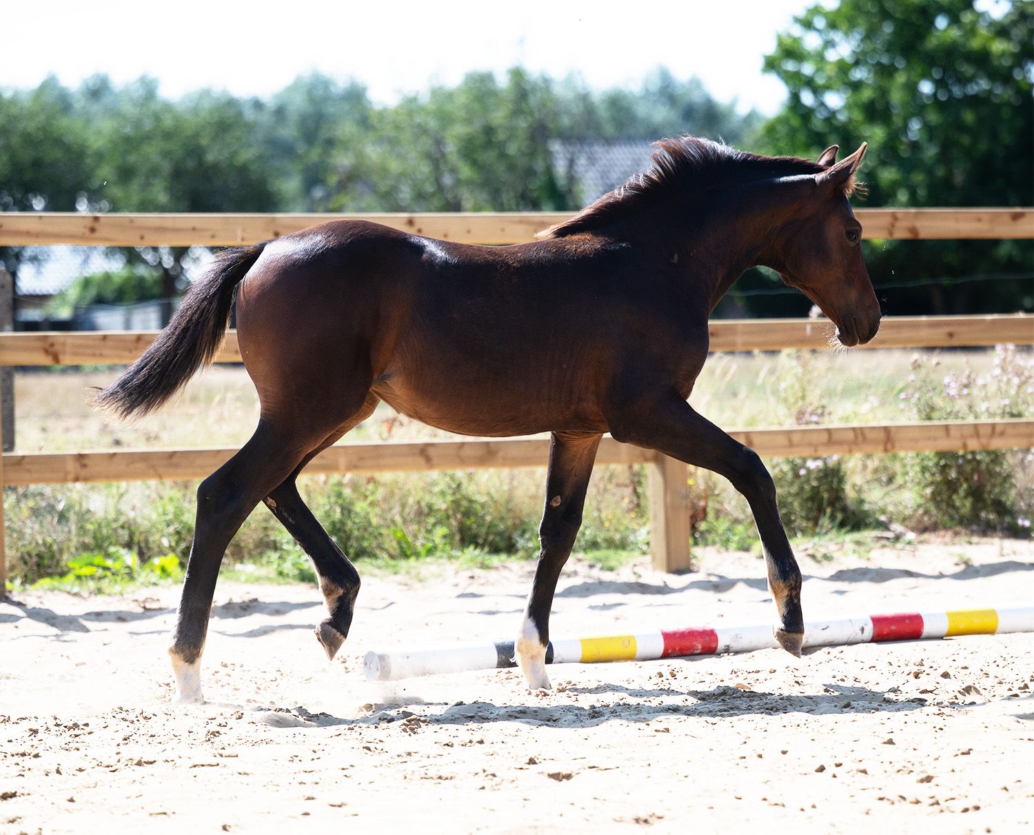 zangersheide springpaard merrie 0 years old donkerbruin for sale - Photo 4