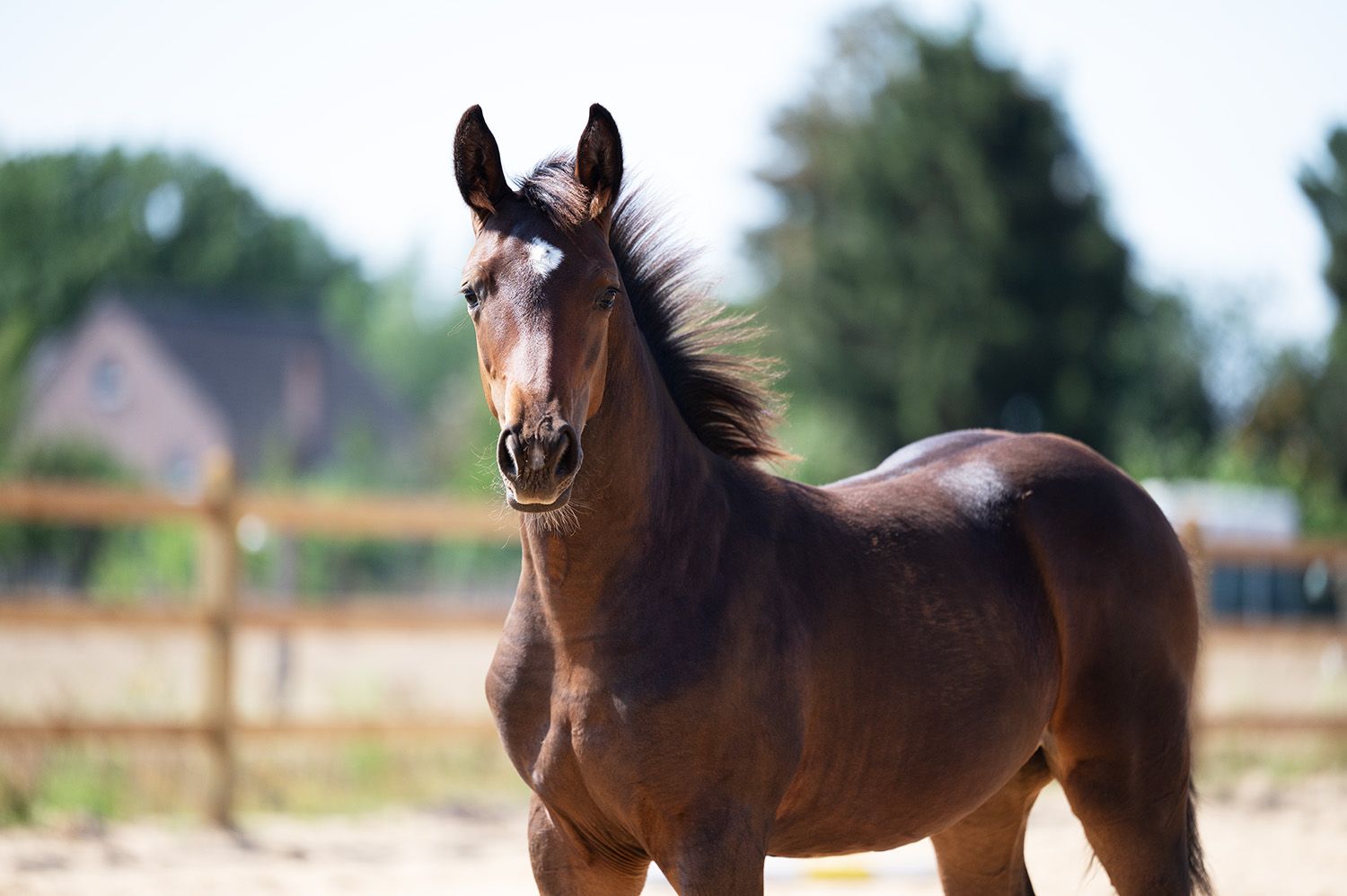 Codex One filly out of a proven damline