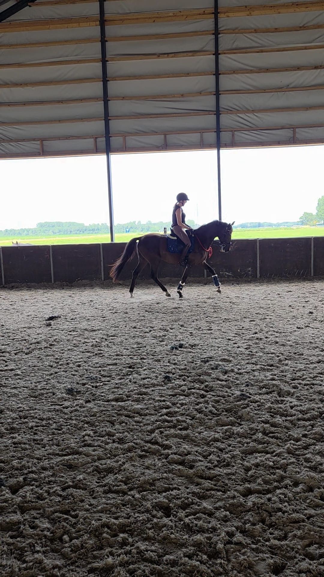 nrps dressuurpaard ruin 3 years old zwart for sale - Photo 6