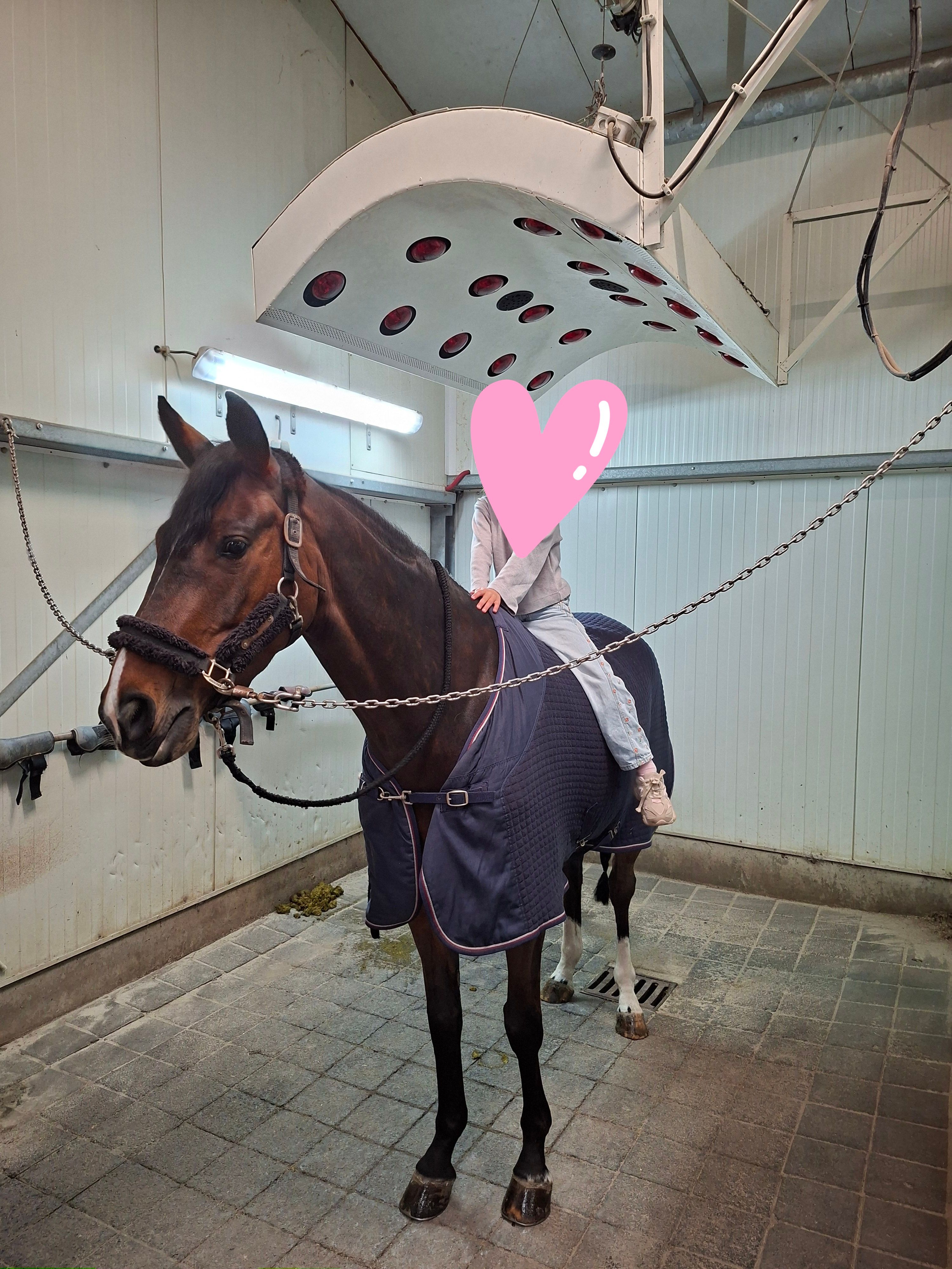 kwpn springpaard merrie 6 سنوات bruin للبيع - صورة 2