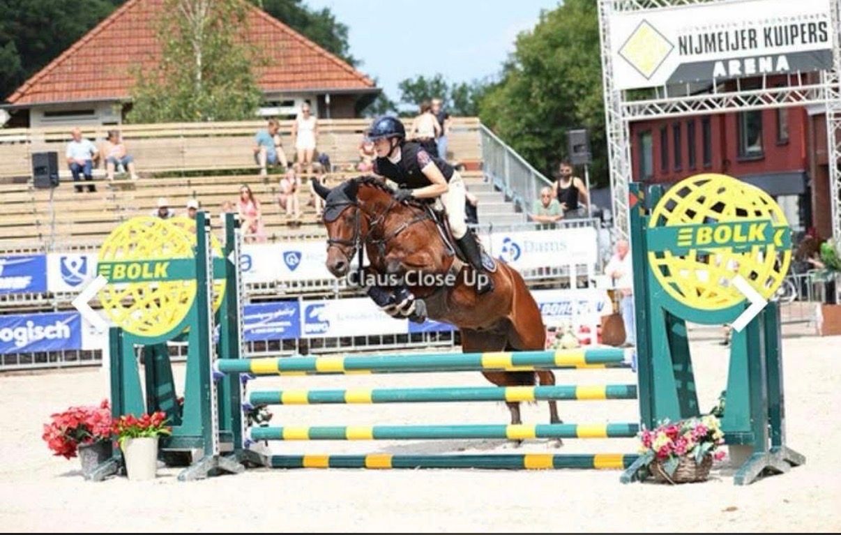 allround-pony ruin 7 years old bruin for sale - Photo 2