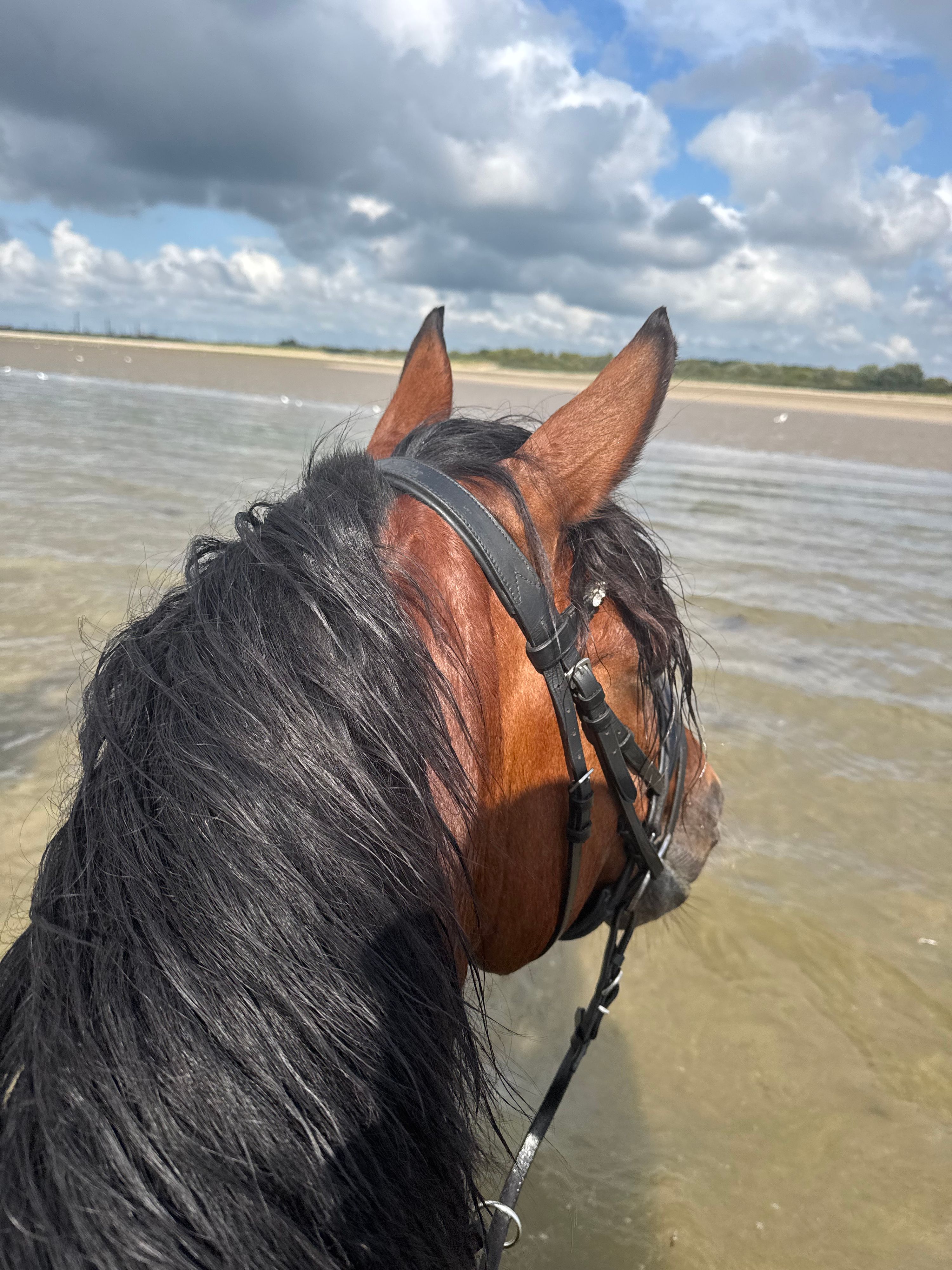 allround-pony ruin 7 years old bruin for sale - Photo 4