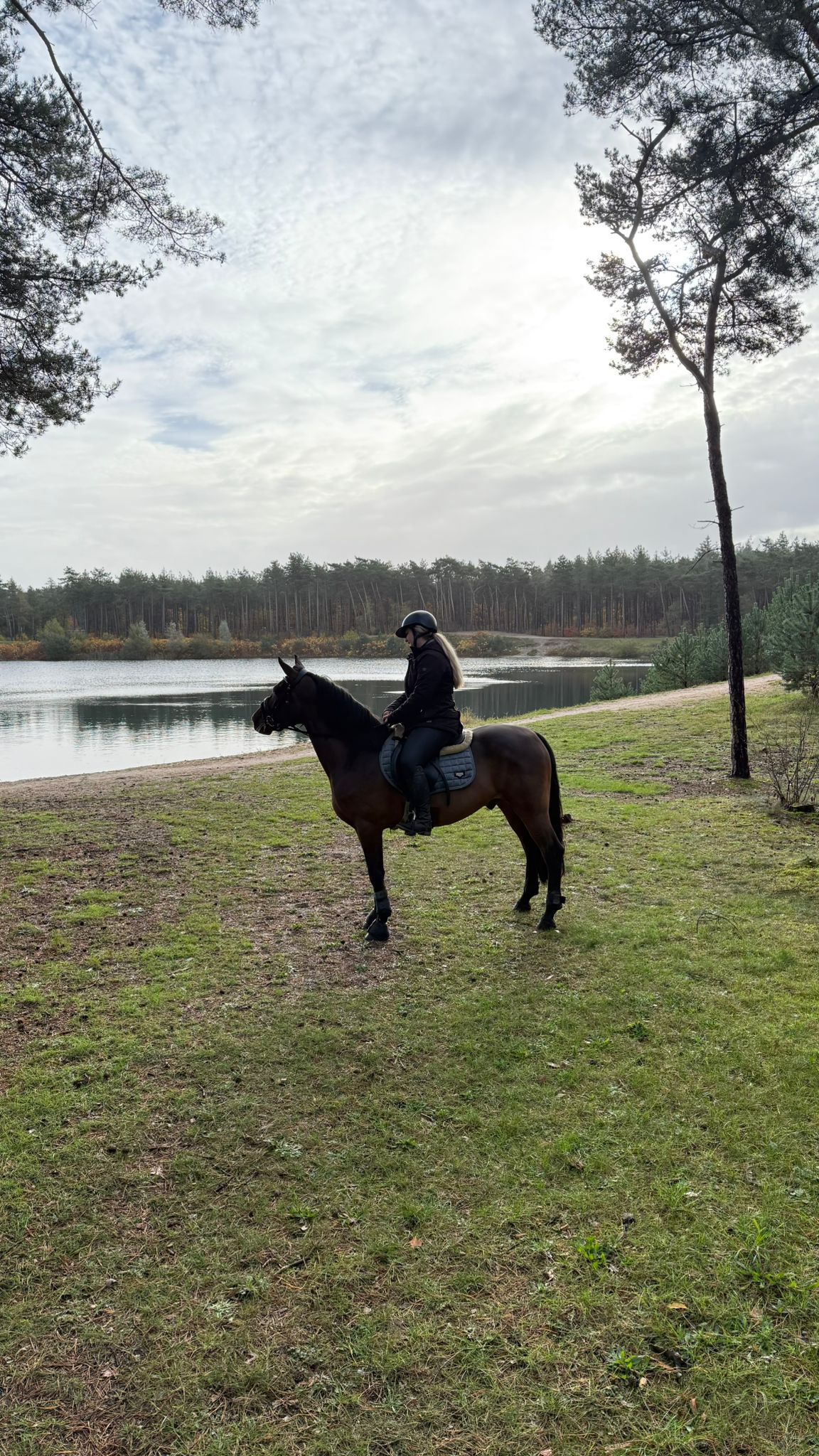 allround-pony ruin 7 years old bruin for sale - Photo 5