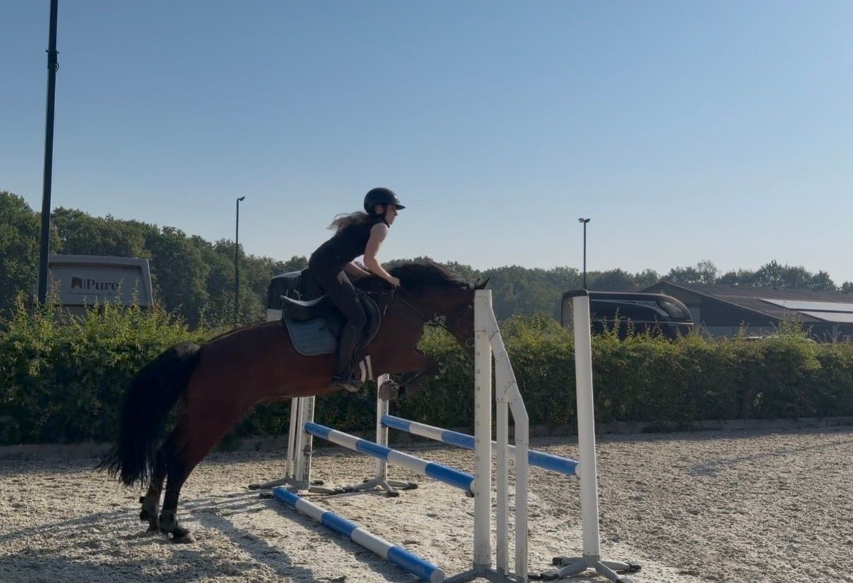 allround-pony ruin 7 years old bruin for sale - Photo 6