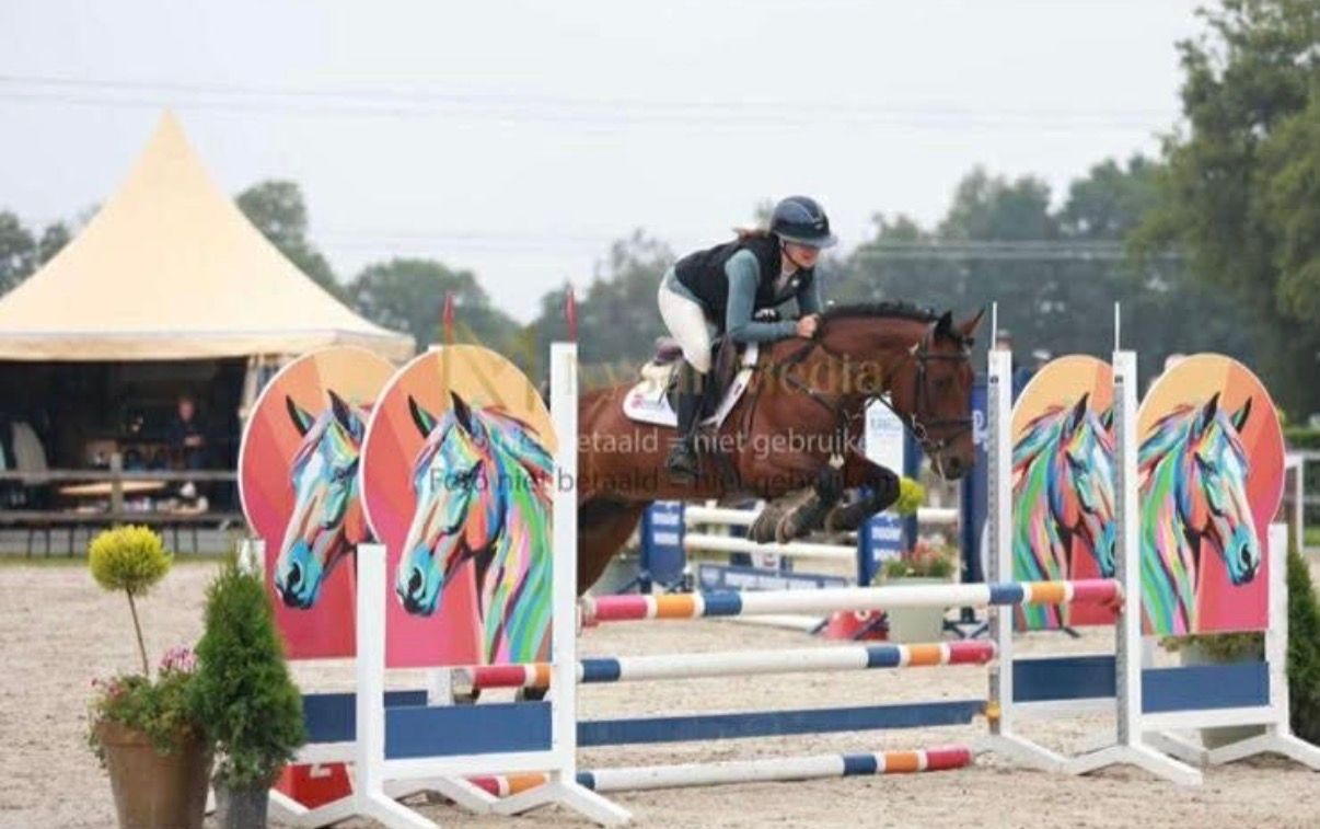 allround-pony ruin 7 years old bruin for sale - Photo 3