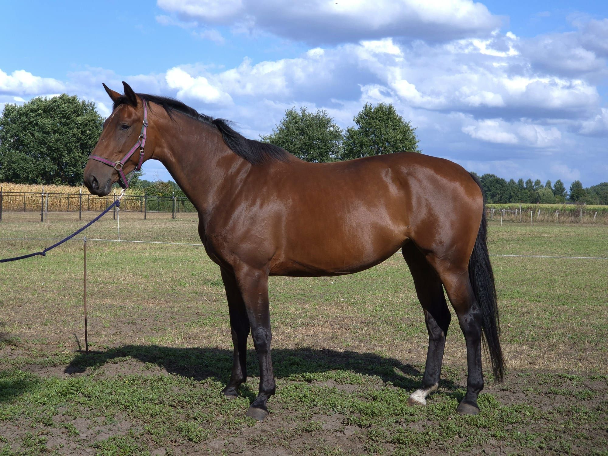 kwpn dressuurpaard merrie 5 let bruin na prodej - Foto 2