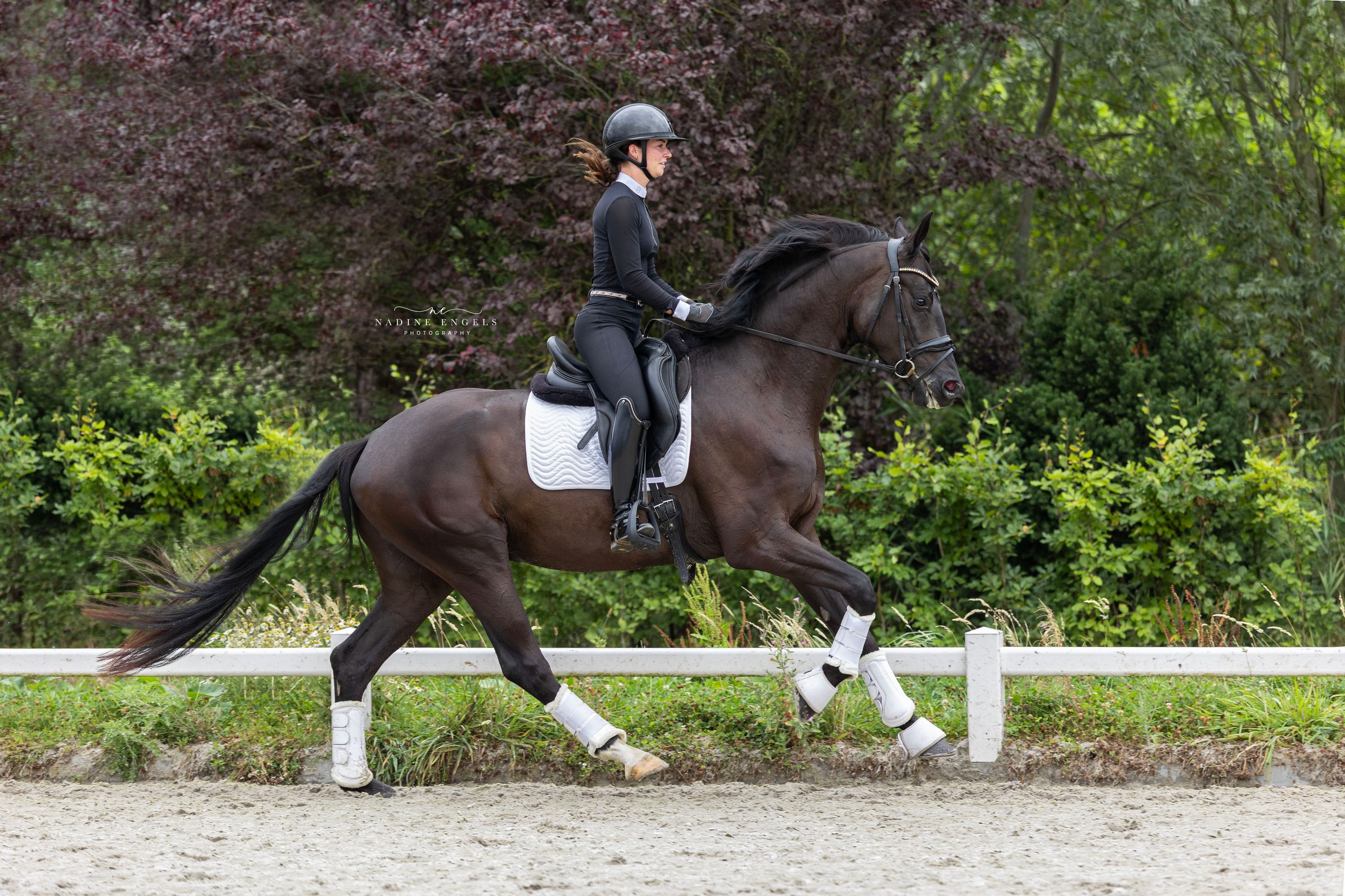 kwpn dressuurpaard ruin 4 let zwart na prodej - Foto 3