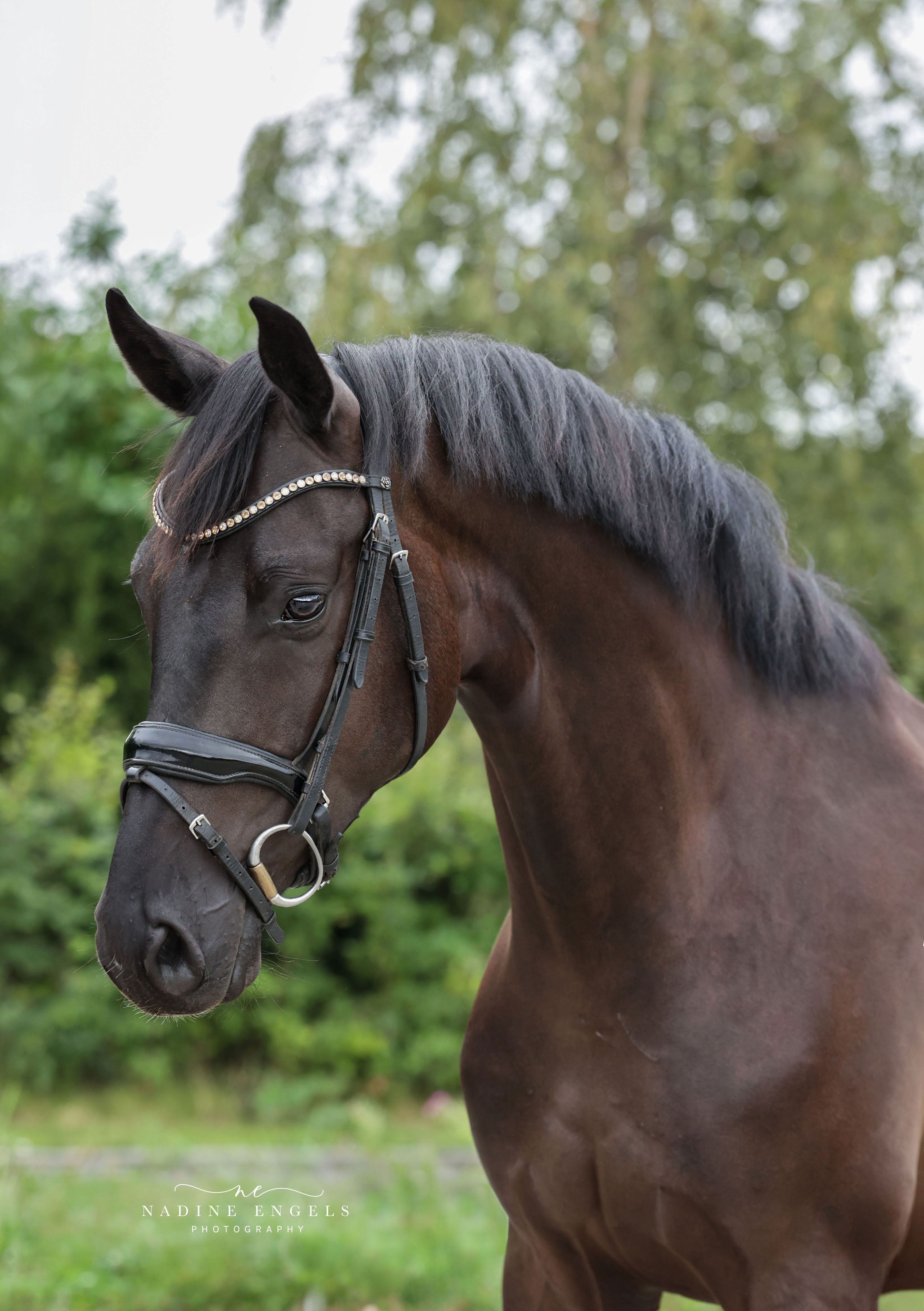 kwpn dressuurpaard ruin 4 let zwart na prodej - Foto 2