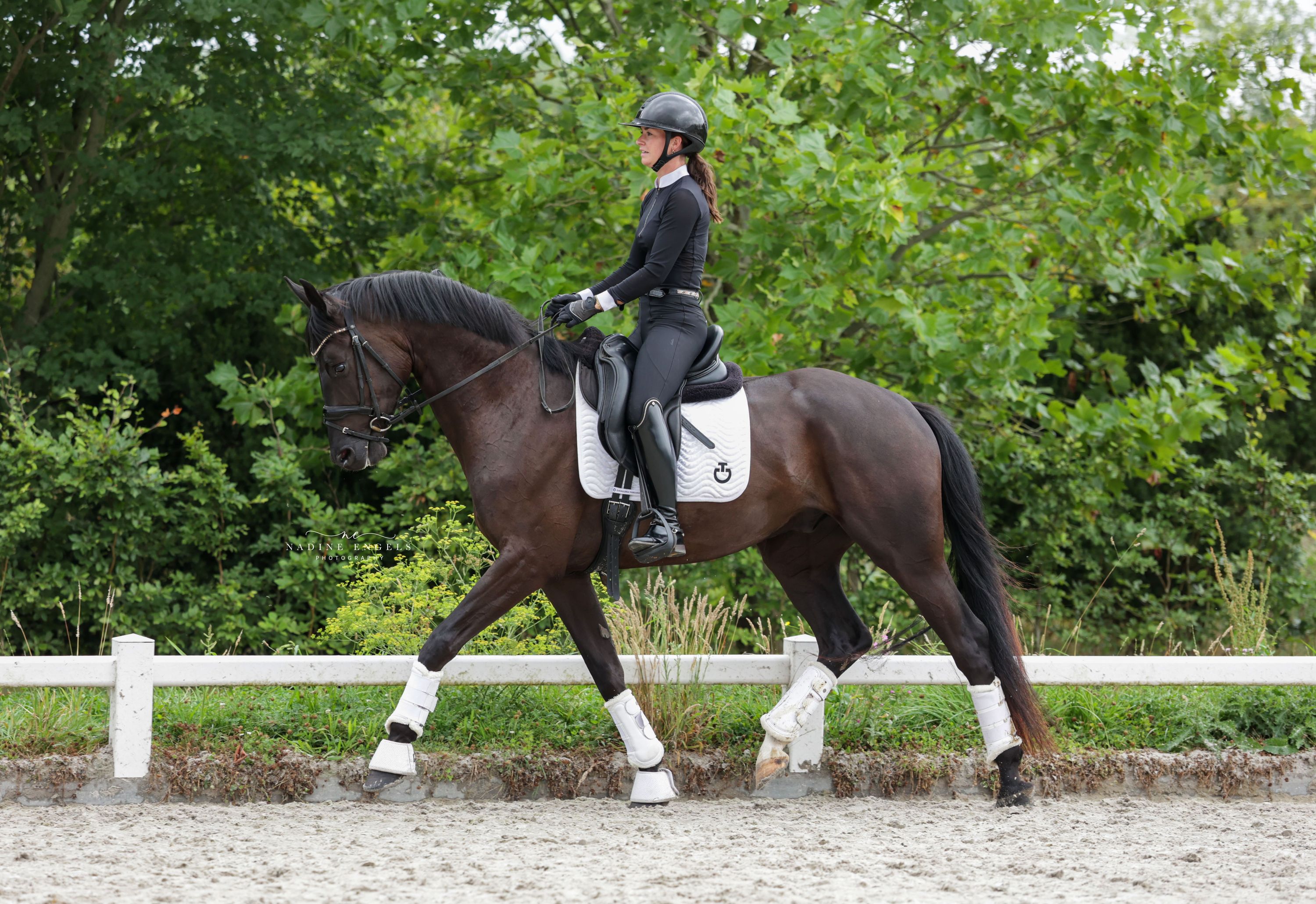 kwpn dressuurpaard ruin 4 let zwart na prodej - Foto 5
