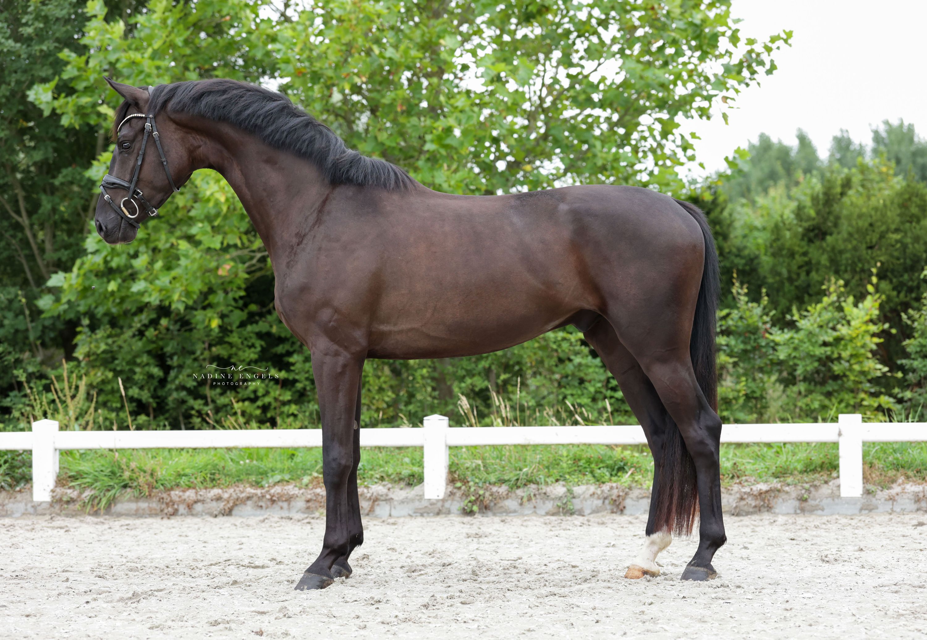 kwpn dressuurpaard ruin 4 let zwart na prodej - Foto 4