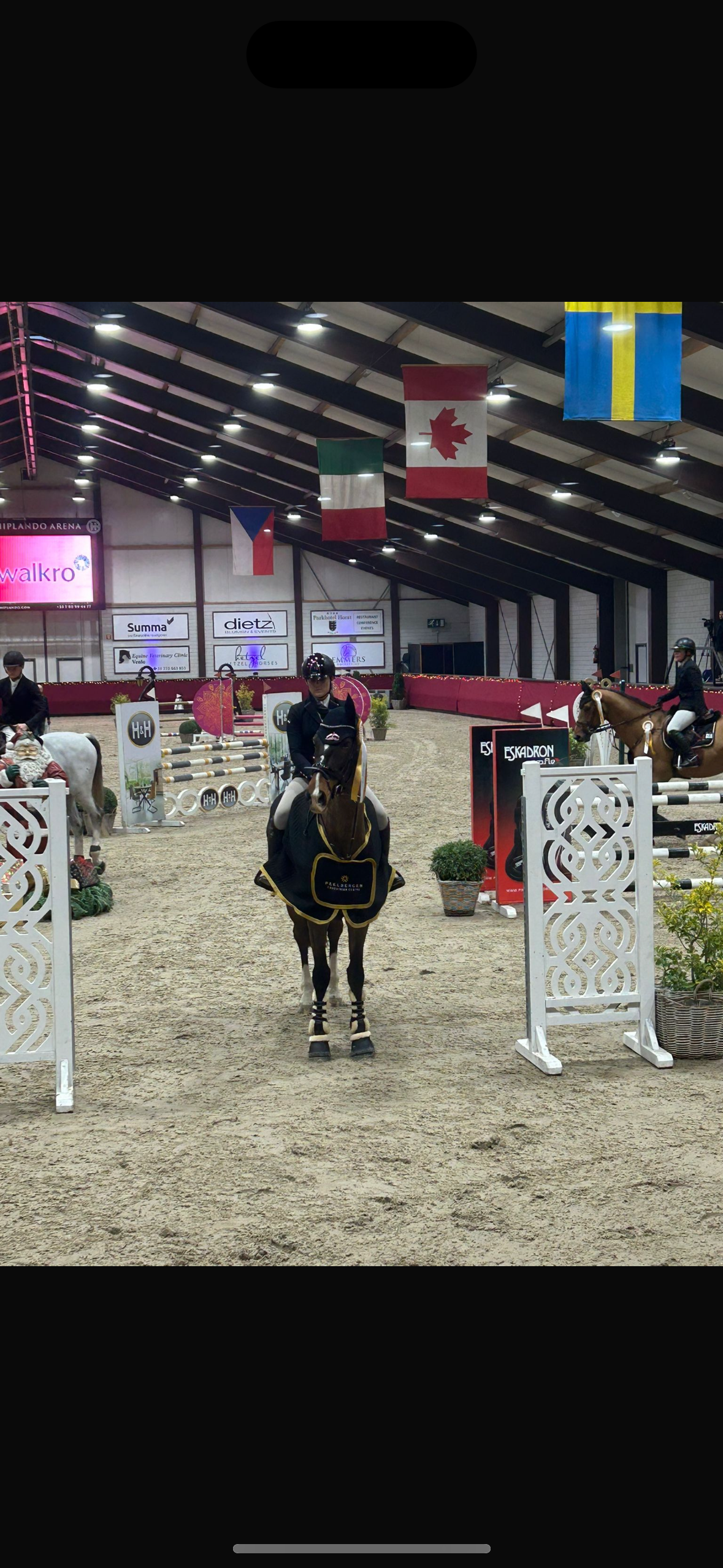 nrps springpaard ruin 13 years old bruin for sale - Photo 2