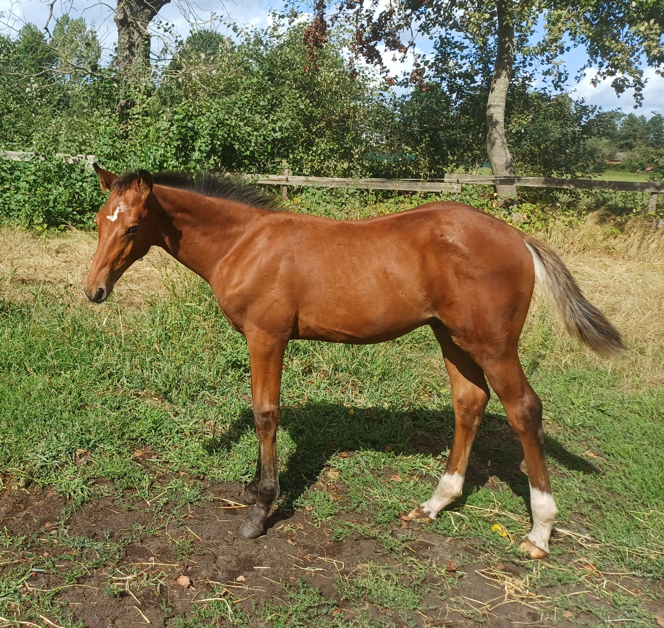 مهر Ultra Star JM X Nabab de Reve