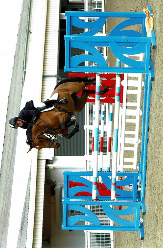 bwp springpaard hengst 0 سنوات vos للبيع - صورة 2