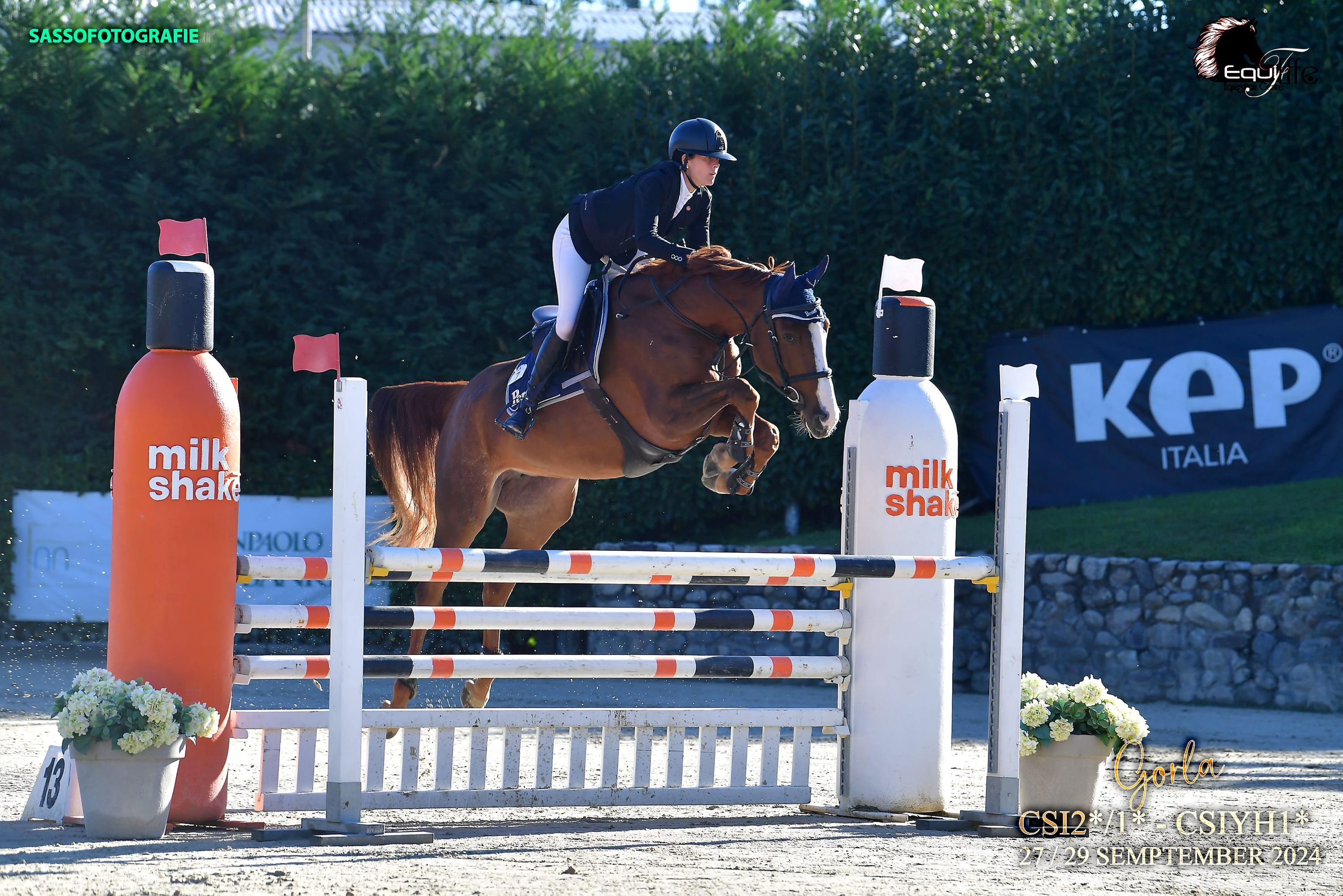 bwp springpaard hengst 0 سنوات vos للبيع - صورة 3