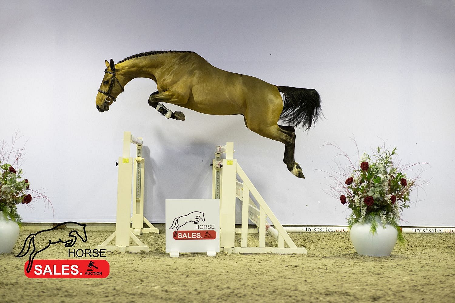 bwp springpaard hengst 0 سنوات donkerbruin للبيع - صورة 2