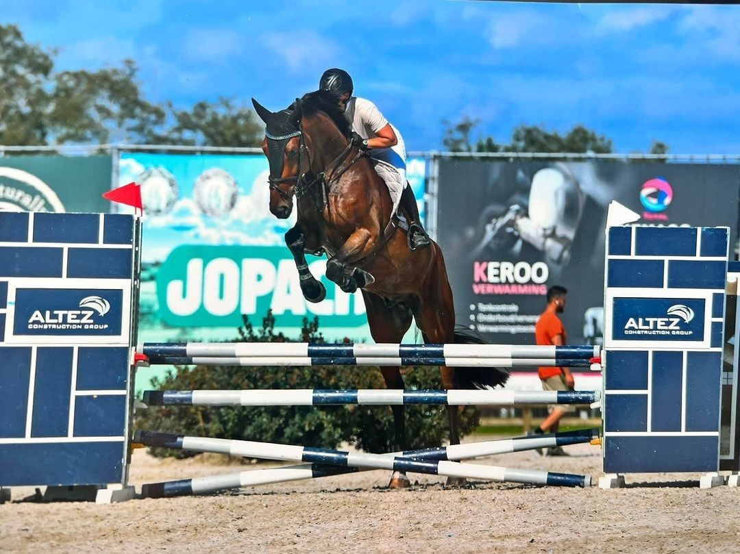bwp springpaard hengst 0 سنوات donkerbruin للبيع - صورة 3