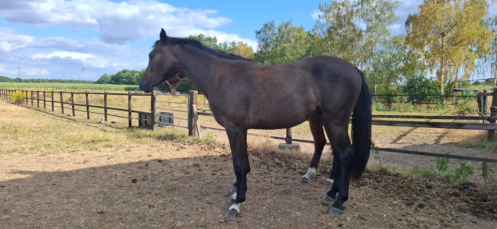 zangersheide springpaard merrie 2 سنوات schimmel للبيع - صورة 2