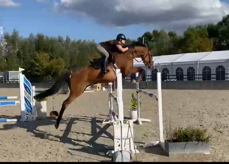 Belle jument de saut d’obstacles