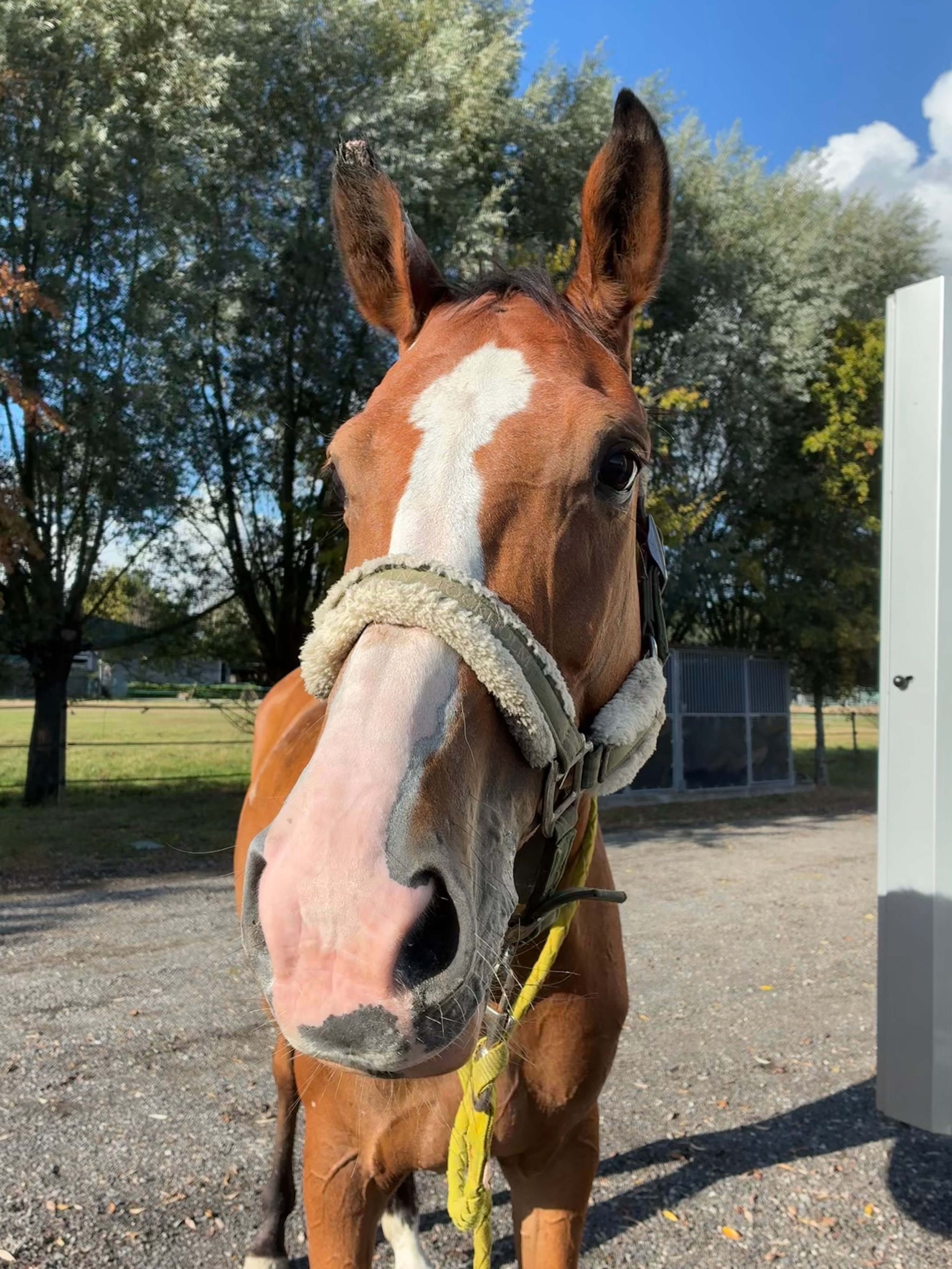 bwp springpaard merrie 9 ans donkerbruin à vendre - Photo 2