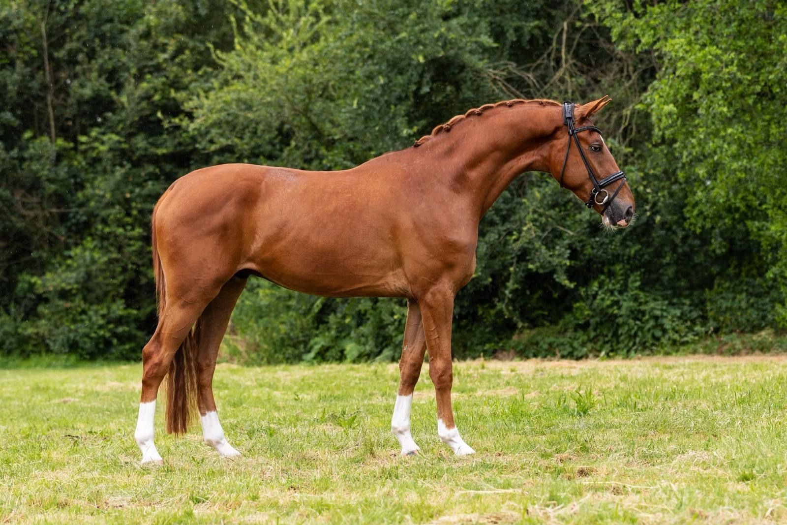Super lovely 3-year-old Next Pitch for sale