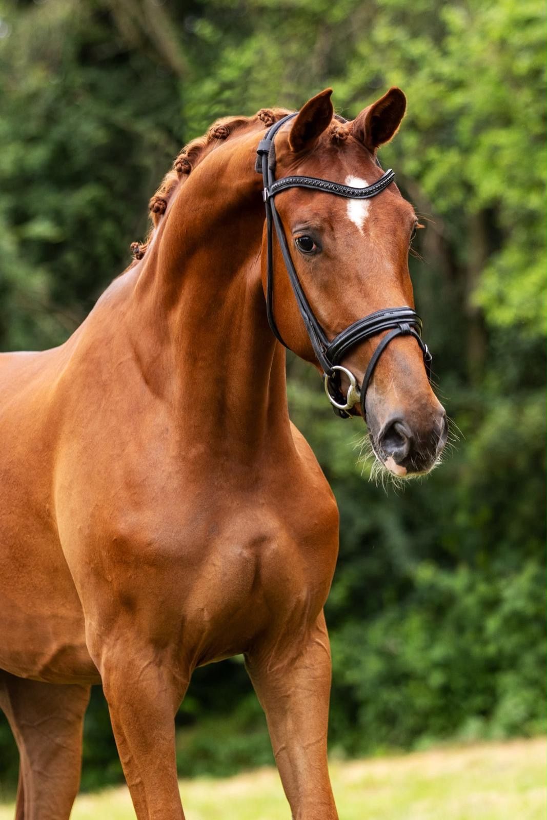kwpn dressuurpaard ruin 3 سنوات vos للبيع - صورة 3