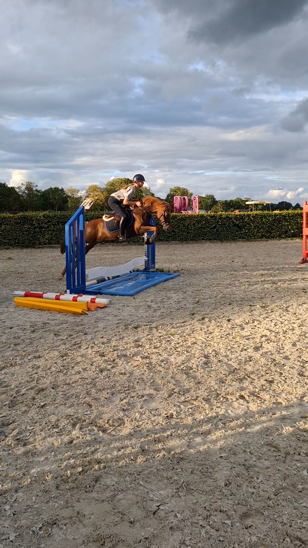 welsh allround-pony merrie 7 år vos till salu - Foto 2
